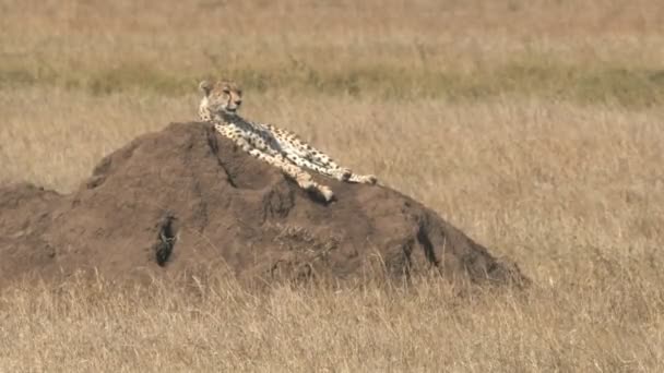 Klip 4K 60p geparda na kopiecu termitowym oglądającego park narodowy Serengeti w upalny suchy dzień. — Wideo stockowe