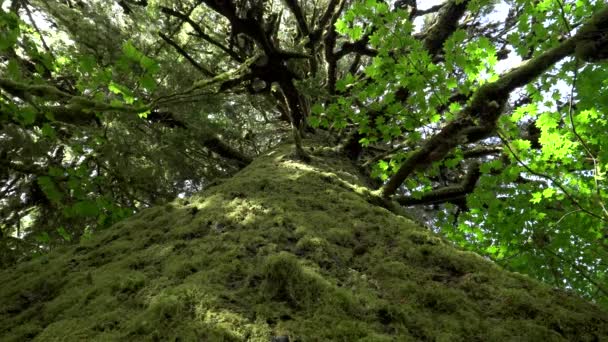 Vertical view of the trunk of a spruce tree covered in moss at hoh rain forest — Stock Video