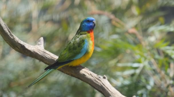 Clip de movimento lento de um papagaio escarlate-peito empoleirado em um ramo em um parque de pássaros em nsw — Vídeo de Stock