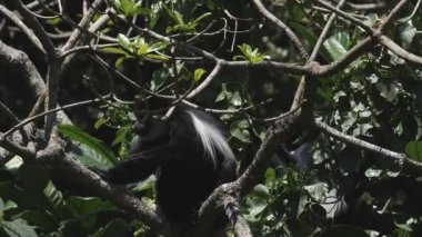 Tanzanya 'daki Arusha Ulusal Parkı' nda kolunu kaşıyan siyah beyaz bir Colobus maymunu yavaş çekim klibi.