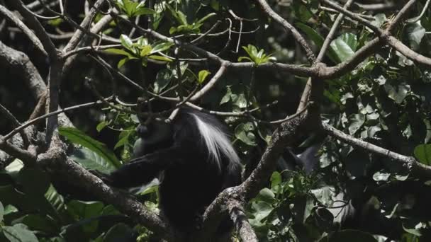 Clip en cámara lenta de un mono colobo blanco y negro arañándose el brazo en el parque nacional Arusha en Tanzania — Vídeo de stock