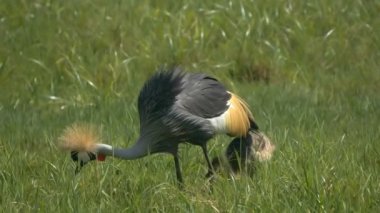 Tanzanya 'daki Arusha Ulusal Parkı' nda avlanan gri vinçlerin yavaş çekim görüntüleri.