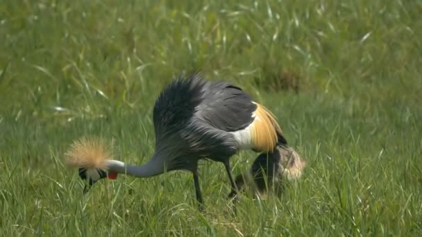 Zpomalený záběr šedých korunovaných jeřábů lovících v národním parku Arusha v Tanzanii — Stock video