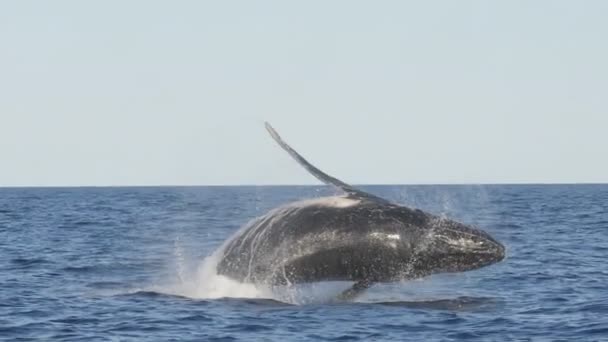 Toma en cámara lenta de una ballena jorobada rompiendo con la espalda a la cámara en merimbula — Vídeo de stock