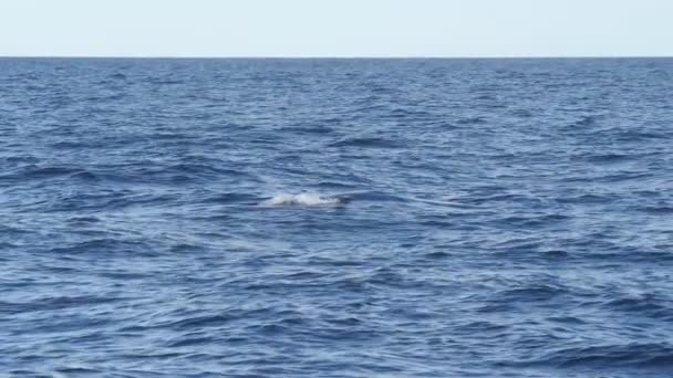 Clip en cámara lenta de una ballena jorobada exhalando en merimbula — Vídeo de stock