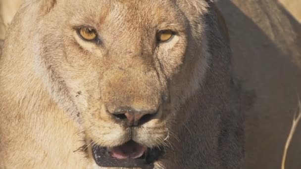 Lassított felvétel extrém közel egy fenyegető kinézetű oroszlánhoz a Serengeti Nemzeti Parkban — Stock videók