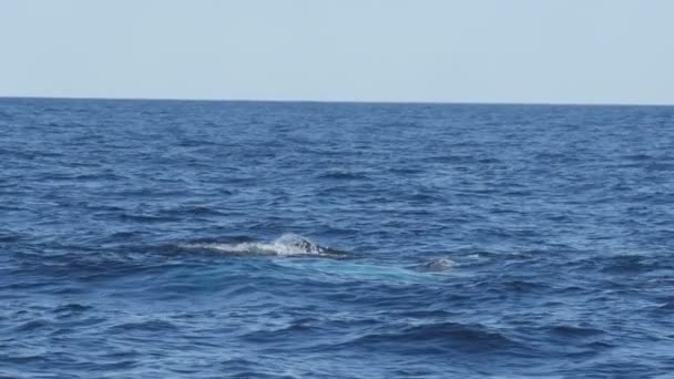Slow motion clip van een bultrug walvis kalf spyhoppen bij merimbula in nieuwe zuidelijke wales, Australië — Stockvideo