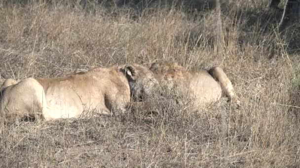 Két oroszlánkölyök verseng egy varacskos kutya maradványaiért a Serengeti Nemzeti Parkban. — Stock videók