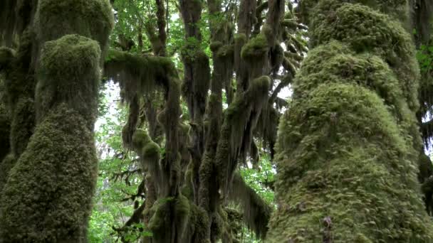 Inclinare verso il basso colpo di tre tronchi d'acero bigleaf coperto di muschio sulla sala dei muschi a piedi nella foresta pluviale hoh — Video Stock