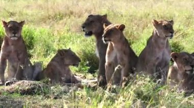 Serengeti 'nin gölgesinde dinlenen aslan sürüsüne yaklaş.