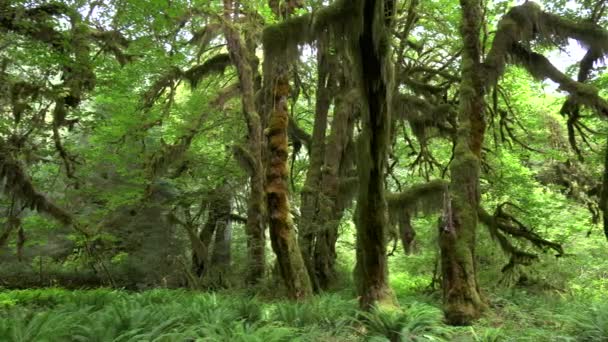 Esdoorn bomen op de hal van mossen lopen in hoh regenwoud — Stockvideo