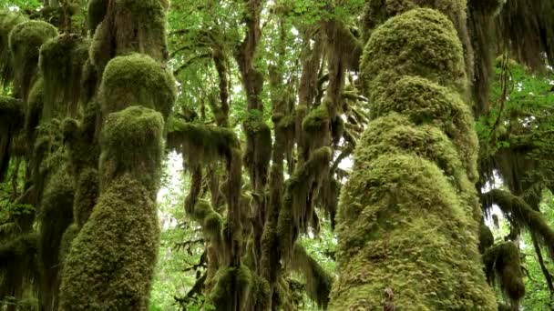 Colpo di tronchi d'acero e il pavimento della foresta a hoh foresta pluviale — Video Stock