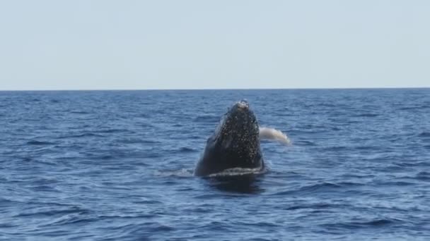 Toma Cámara Lenta Una Ballena Jorobada Que Abre Paso Hacia — Vídeos de Stock