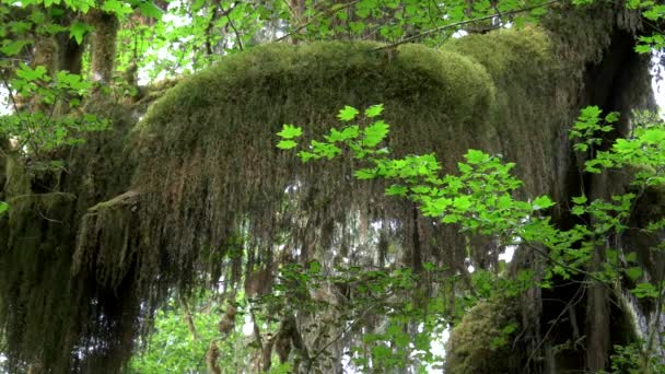 Primer plano de musgo de barba y hojas de arce de hoja grande en la selva tropical hoh — Vídeos de Stock