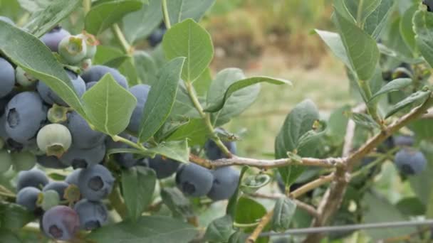 Früchte an Blaubeersträuchern auf einem Bauernhof in der Nähe von Bellingham im Nordwesten des Pazifiks — Stockvideo