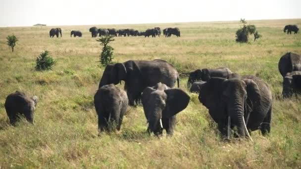 Eine grasende Elefantenherde blickt im Serengeti-Nationalpark in die Kamera — Stockvideo