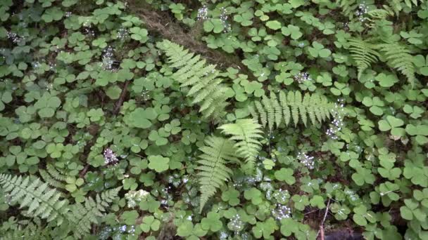 Farne wachsen am hoh-Regenwald im olympischen np — Stockvideo