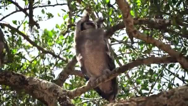 Búho águila gigante posado en un árbol en el parque nacional Serengeti — Vídeo de stock