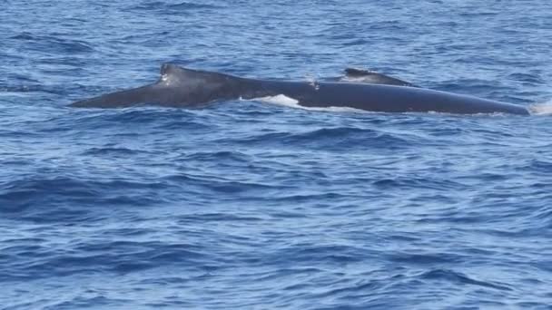 Una toma en cámara lenta de 180p de una ballena jorobada adulta y ternera nadando juntos en merimbula — Vídeos de Stock