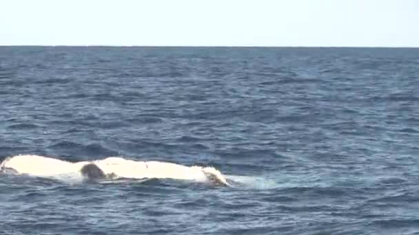 Un becerro ballena jorobada nada sobre su espalda en merimbula — Vídeo de stock