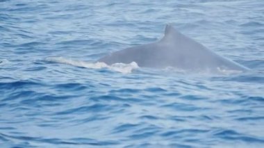 Avustralya, Yeni Güney Galler 'deki Merimbula' da kambur balinaların sırt yüzgecinin yavaş çekim klibi.