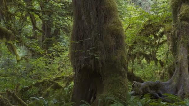 Un tronco de árbol en la selva tropical de Hoh en la np olímpica — Vídeos de Stock