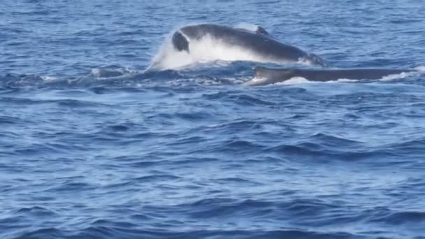 Een 180p slow motion shot van een bultrug walvis staart slaan op merimbula — Stockvideo