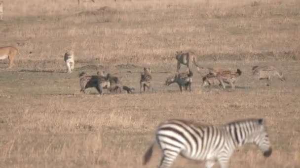 Hyenas carrying carcass spine at serengeti np — Stock Video