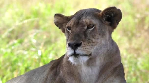 Close up πορτρέτο κλιπ μιας λέαινας σε serengeti np — Αρχείο Βίντεο
