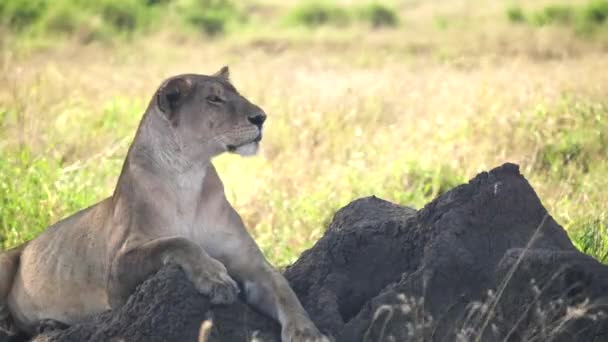 セレンゲティ国立公園の彼女の領土をシロアリ塚から見ている雌ライオンのプロフィールを閉じます — ストック動画