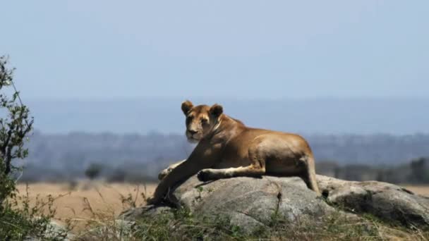 Uma leoa descansa e examina seu território de um kopje durante um dia quente da estação seca no parque nacional de serengeti — Vídeo de Stock