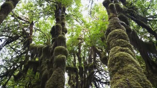 Mossa täckta lönnar i hoh regnskog i den olympiska nationalparken — Stockvideo