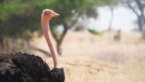 Slow motion close up tracking shot of an ostrich at tarangire national park — Stock Video