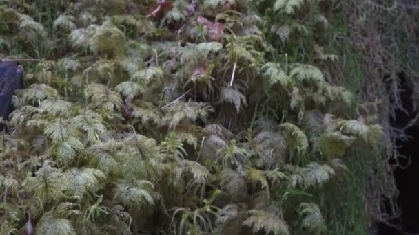 Close tilt up shot of moss growing at hoh rain forest in the olympic national park — Stock Video