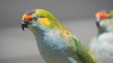 NSW 'deki bir kuş parkında ağır çekimde mor taçlı bir lori.