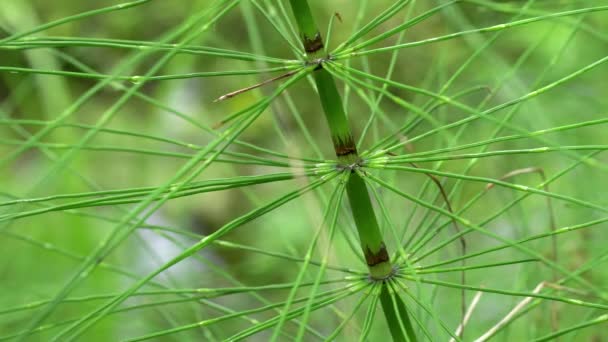 Close up of horsetail plant beside a creek at hoh rainforest — Stock video