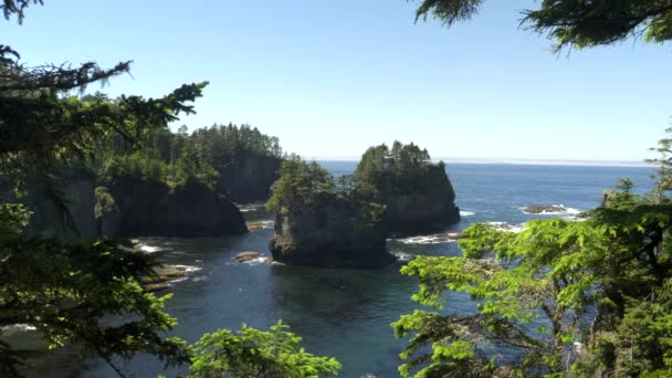Coastline to the south at cape flattery framed by trees in olympic np — Stock Video