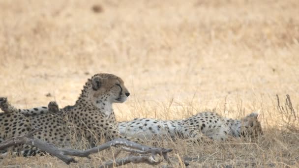 180p powolny ruch geparda leżącego w cieniu rozciągającego się w parku narodowym Tarangire — Wideo stockowe