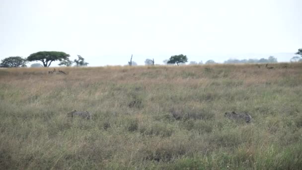 Un plan de suivi de deux guépards traquant l'antilope et le hartèbe dans le parc national du Serengeti — Video