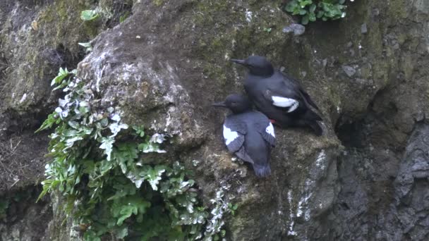 Pigeon guillemot pair nesting on a cliff face at olympic np — Stock Video