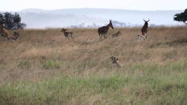 Nerwowy hartebeest i antylopa obserwują parę gepardów prześladujących swoje młode w parku narodowym Serengeti — Wideo stockowe