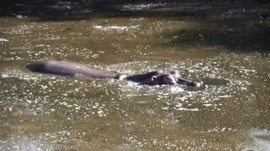 Anne su aygırı ve bebek Serengeti Np 'de bir nehir havuzunda