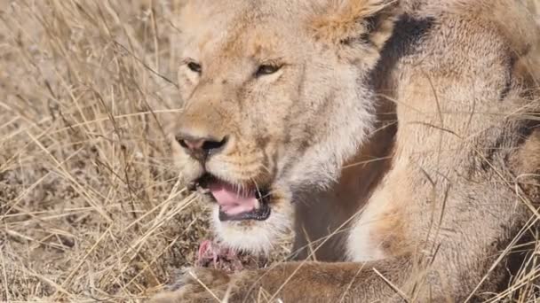 180p lassított felvétel közelkép egy fiatal oroszlán eszik varacskos kutya a Serengeti Nemzeti Park — Stock videók