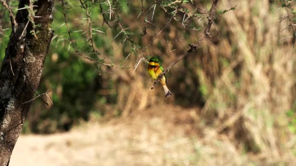 Un pequeño abejero posado en una acacia vuela lejos en el parque nacional Serengeti — Vídeos de Stock