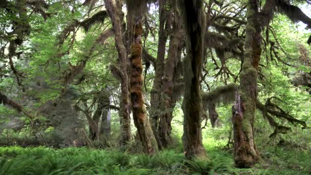 Zooma in på bigleaf lönnträd på hallen av mossor spår på hoh regnskog — Stockvideo