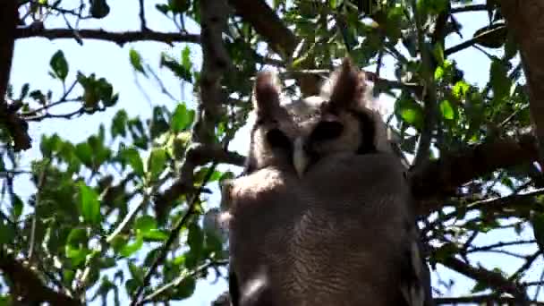 Primer plano de un verreauxs águila-búho en un árbol en serengeti np — Vídeo de stock