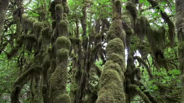 Troncos de tres arces de hoja grande en la selva tropical de Hoh — Vídeo de stock