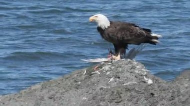 Neah Körfezi 'nde ölü bir kuşla beslenen kel bir kartal.