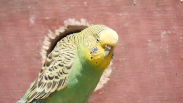 180p toma de cámara lenta de un periquito fuera de una caja del nido en un aviario — Vídeos de Stock