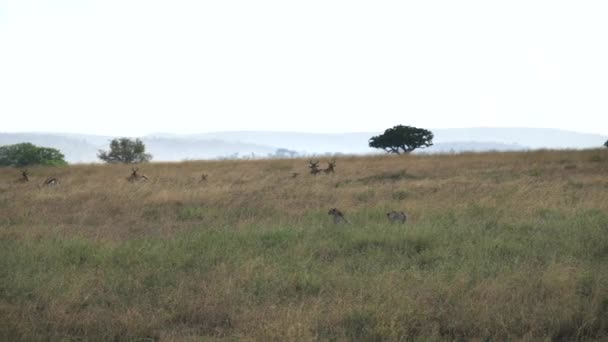 Široký pohled na dva gepardy sledující mladého hartebeesta a gazelu v národním parku Serengeti — Stock video